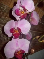 100_4886.webp