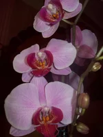 100_4888.webp