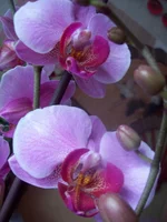 100_4895.webp