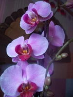 100_4896.webp