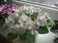 Ma's Prince Froggi.webp