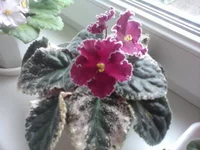 Raspberry Rampage.webp