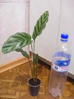 DSCF7836.webp