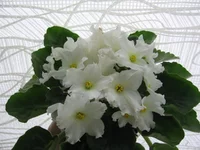 Golden Autumn_0249.webp