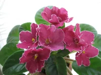 Lyon's Paprika_0239.webp