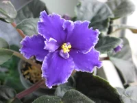 Rodeo Roundup_0262.webp