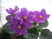 -Цыганская душа_0254.webp