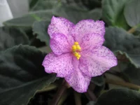 -Кружевные зонтики_0245.webp