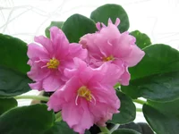 -Ласковый май_0257.webp