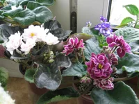 -Сашенька и ЕК-Магия любви_0261.webp