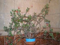 Euphorbia milii (Молочай миля).jpg