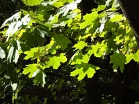 DSCF0116.webp