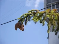 DSCF0117.webp