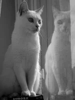 DSCF0543.webp