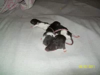 100_7460.webp