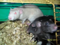 100_7494.webp
