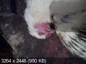 f4ca9522d7c3492f00e31bd0aa11d22b.webp