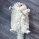 hairy-fluffy-cat-sky-the-ragdoll-31.jpg
