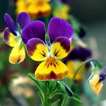 Violacornuta.webp
