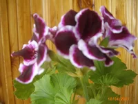 IMG_0875.jpg