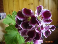 IMG_0876.webp