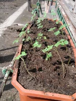 2011-04-18 12.27.56.webp