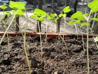 2011-04-18 12.28.07.webp