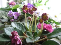 -Сады семирамиды_0189.webp