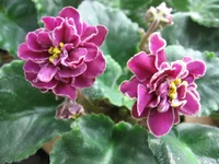 -Магия любви_0221.webp