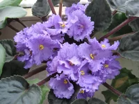 Stormy Weather _0207.webp