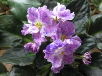 Playful Spectrum_0191.webp