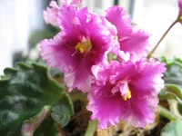 Optimara EverLove_0205.webp