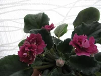 Ness Anteque Red_0208.webp