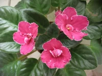 Lyon's Paprika_0211.webp