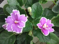 Guellph's Christmas_0213.webp