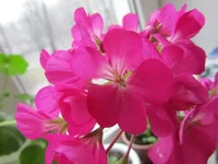  042.webp