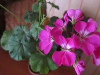  014.webp