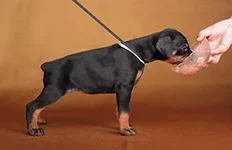 Korry-Korado Karmen Kiss 8921s.webp