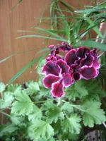  006.webp