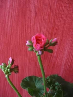  016.webp