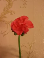  030.webp