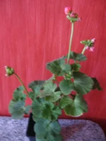  015.webp