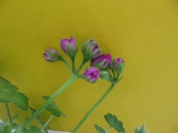  022.webp