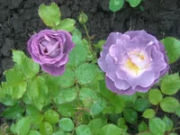 DSCN8609.webp