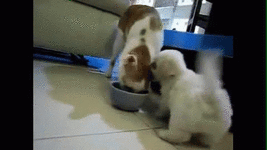 fd+6.gif
