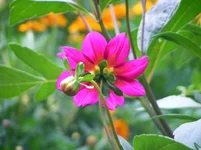 .webp