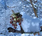 kaplya_croped_75.jpg