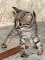 IMG_0384.webp IMG_0384.webp