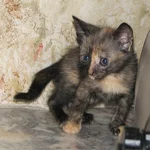 IMG_0386.webp IMG_0386.webp