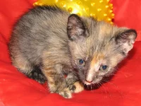 IMG_0380.webp IMG_0380.webp